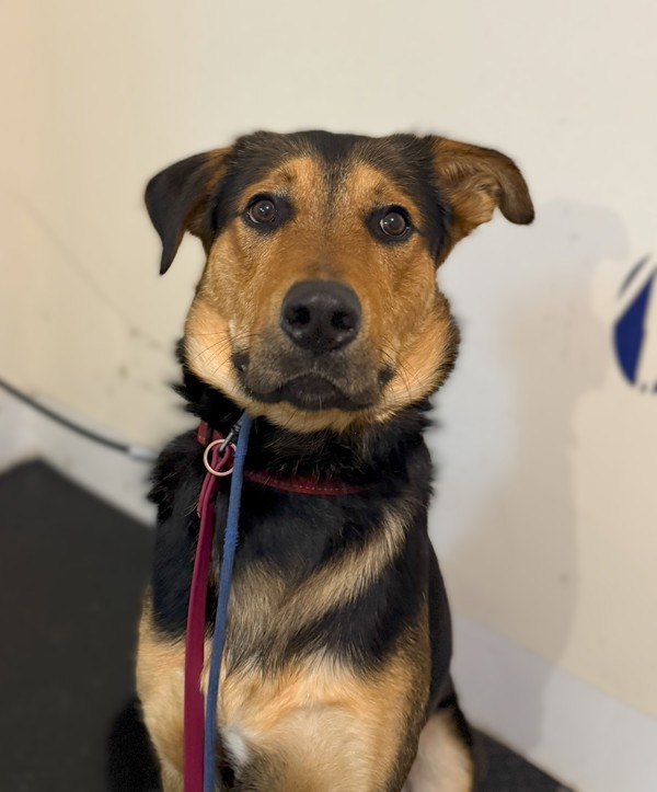 Brutus, an adoptable Shepherd in Keswick, ON, L4P 3G1 | Photo Image 2
