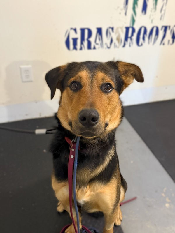 Brutus, an adoptable Shepherd in Keswick, ON, L4P 3G1 | Photo Image 3