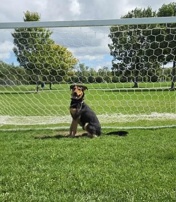Brutus, an adoptable Shepherd in Keswick, ON, L4P 3G1 | Photo Image 4