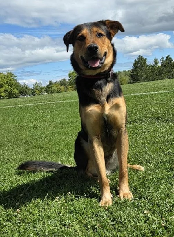 Brutus, an adoptable Shepherd in Keswick, ON, L4P 3G1 | Photo Image 5