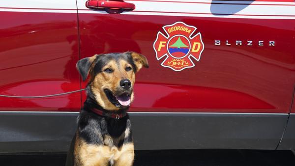 Brutus, an adoptable Shepherd in Keswick, ON, L4P 3G1 | Photo Image 6