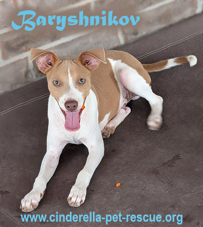 Baryshnikov