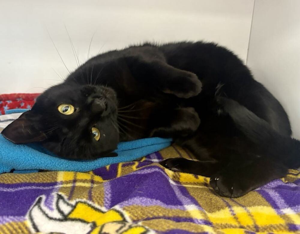 Maleficent ~Adoption Center Cat~