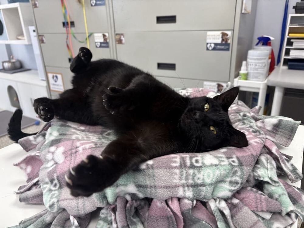Maleficent ~Adoption Center Cat~