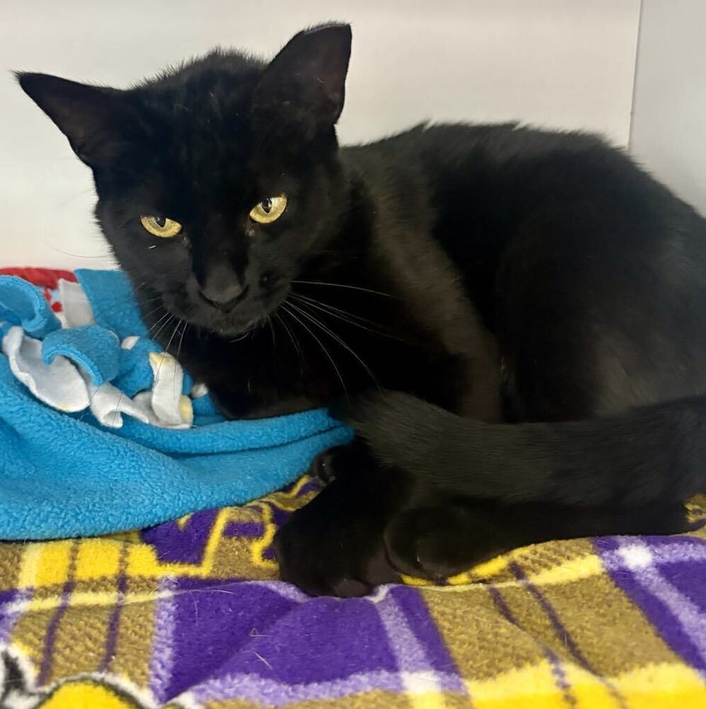 Maleficent ~Adoption Center Cat~