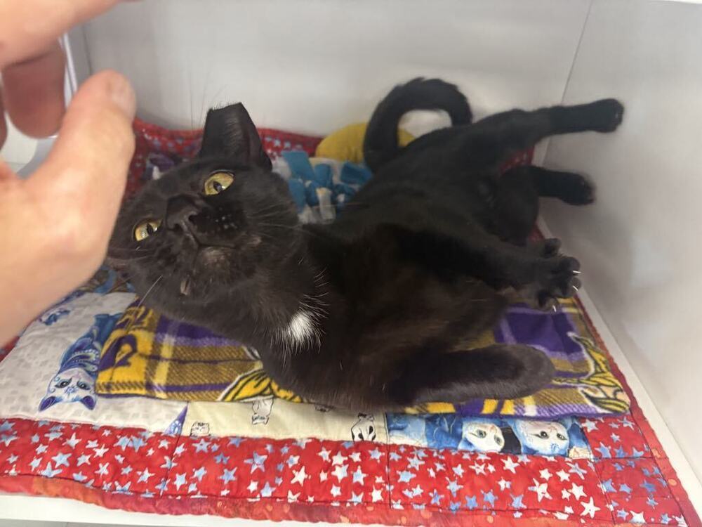 Maleficent ~Adoption Center Cat~