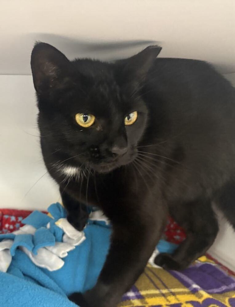Maleficent ~Adoption Center Cat~