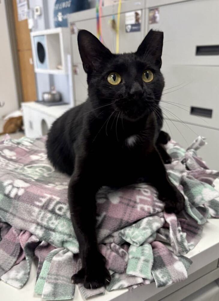 Maleficent ~Adoption Center Cat~