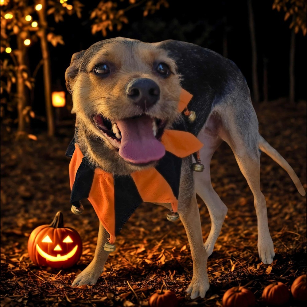 Mitzie (Adoption fee SPONSORED!)