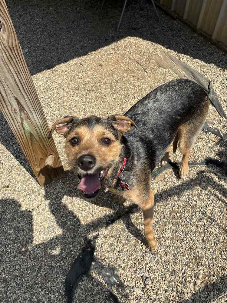 Mitzie (Adoption fee SPONSORED!)