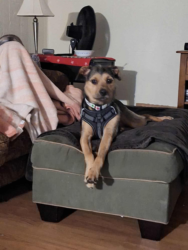 Mitzie (Adoption fee SPONSORED!)