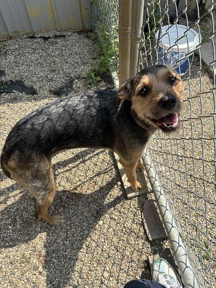 Mitzie (Adoption fee SPONSORED!)