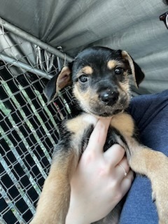 Mitzie (Adoption fee SPONSORED!)