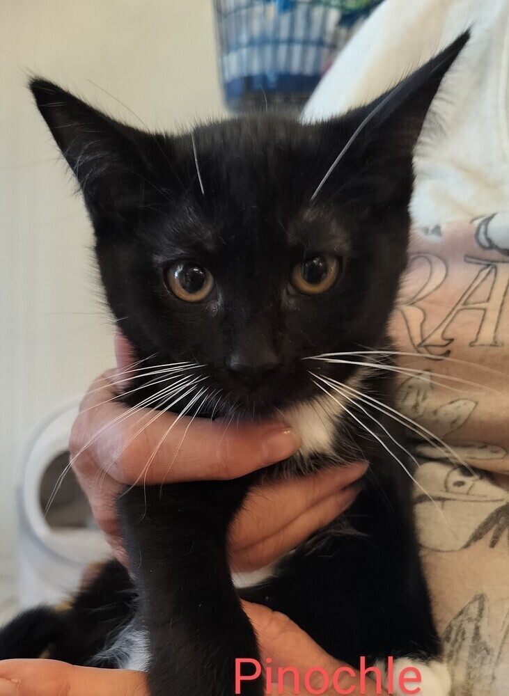Howie, an adoptable Domestic Short Hair in Boone, CO, 81025 | Photo Image 1