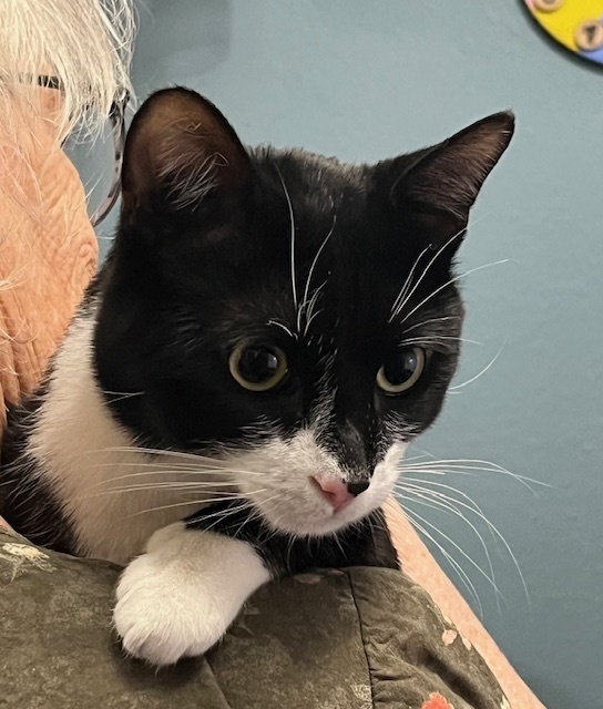 Ace, an adoptable Domestic Short Hair in Boone, CO, 81025 | Photo Image 1