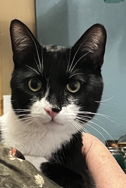 Ace, an adoptable Domestic Short Hair in Boone, CO, 81025 | Photo Image 2