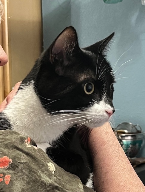 Ace, an adoptable Domestic Short Hair in Boone, CO, 81025 | Photo Image 3