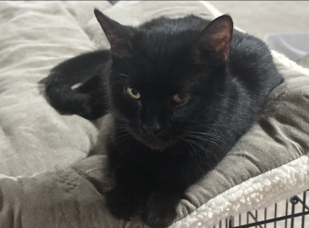 Momma Kitty