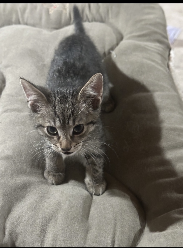 Leo