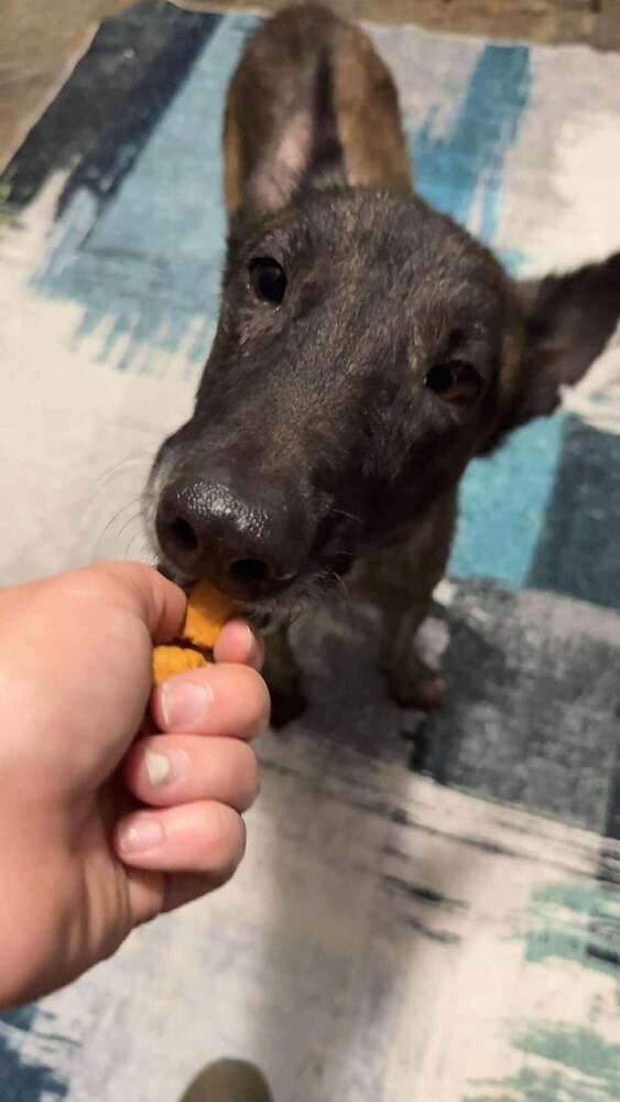 Grizz - Located in Texas