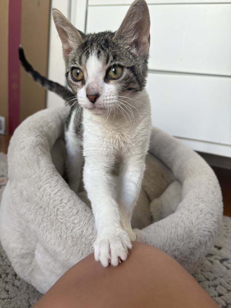 Princess Nala