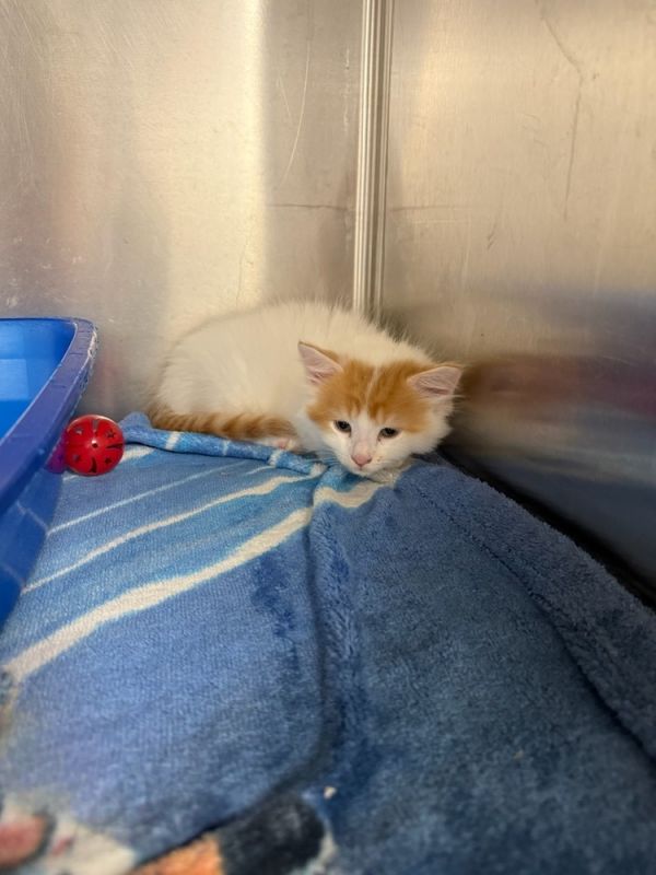 Toulouse R. Chevrolet photo 1