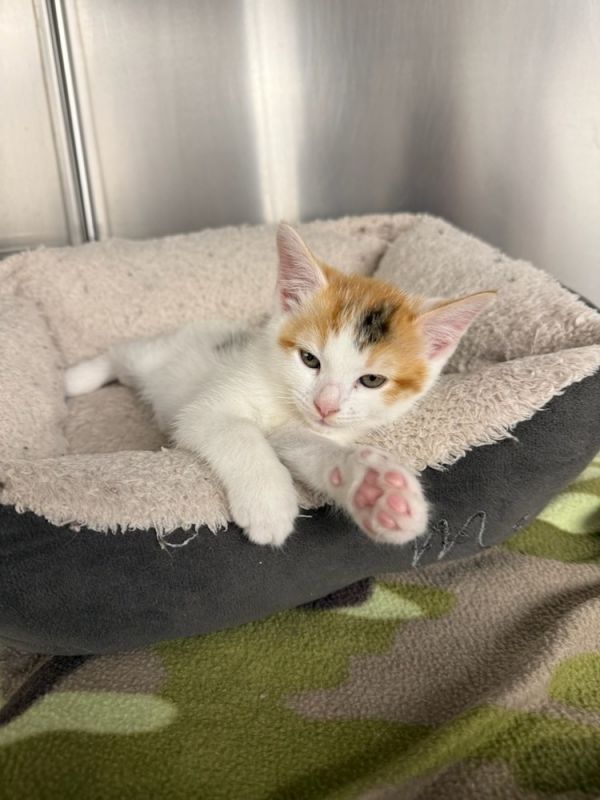 Marie R. Chevrolet photo 1