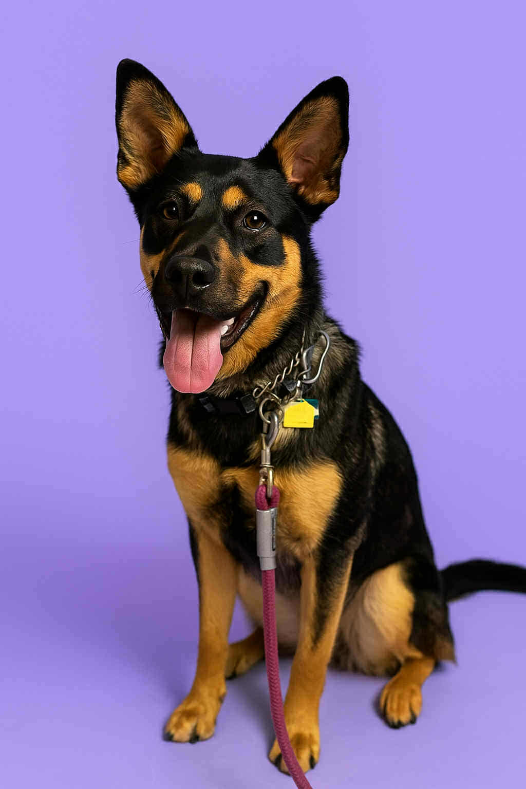 Celly, an adoptable German Shepherd Dog, Shepherd in Anchorage, AK, 99503 | Photo Image 1