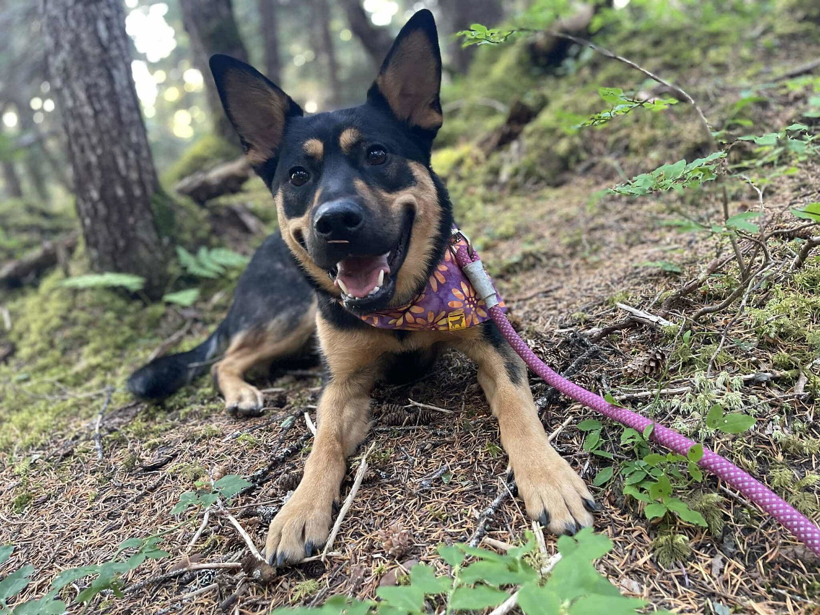 Celly, an adoptable German Shepherd Dog, Shepherd in Anchorage, AK, 99503 | Photo Image 2