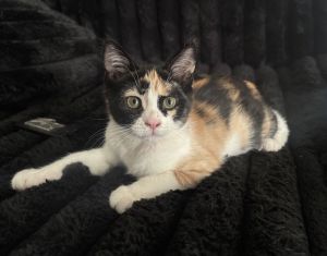 ◆Cat◆ Cats for Adoption Near Glendale, AZ | Petfinder
