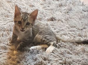 Cats for Adoption Near Glendale, AZ | Petfinder