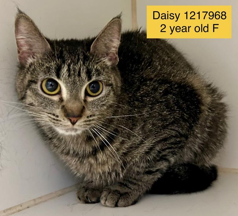 Daisy