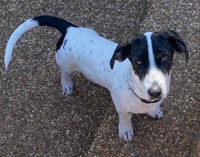 Puppy Winnie - So Ca