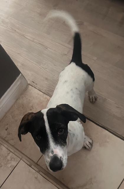 Puppy Winnie - So Ca
