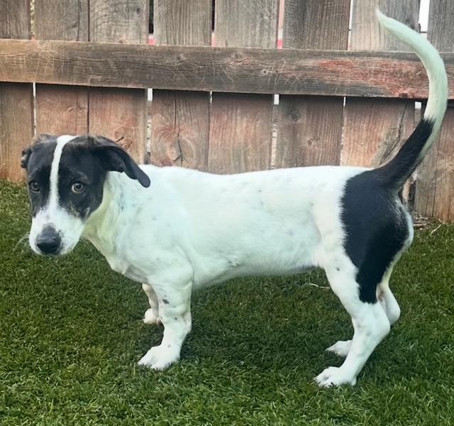 Puppy Winnie - So Ca