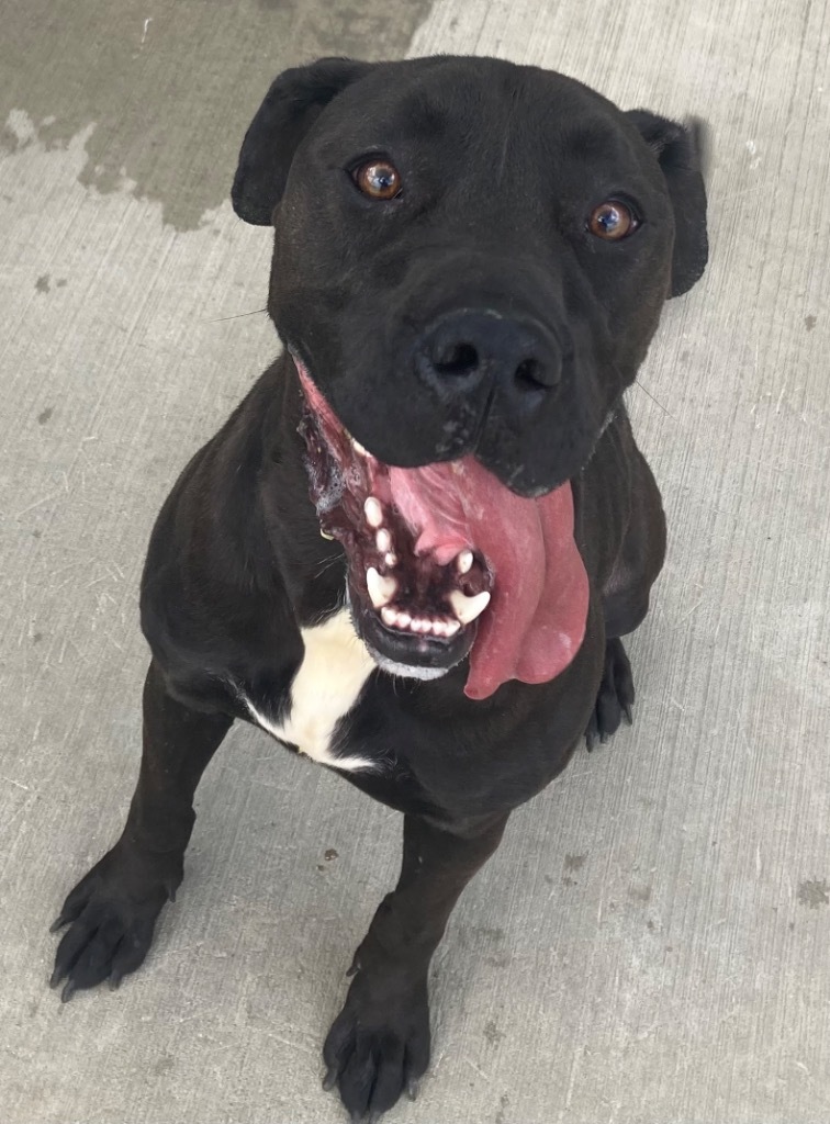 Axel, an adoptable Pit Bull Terrier, Mixed Breed in Green River, WY, 82935 | Photo Image 1