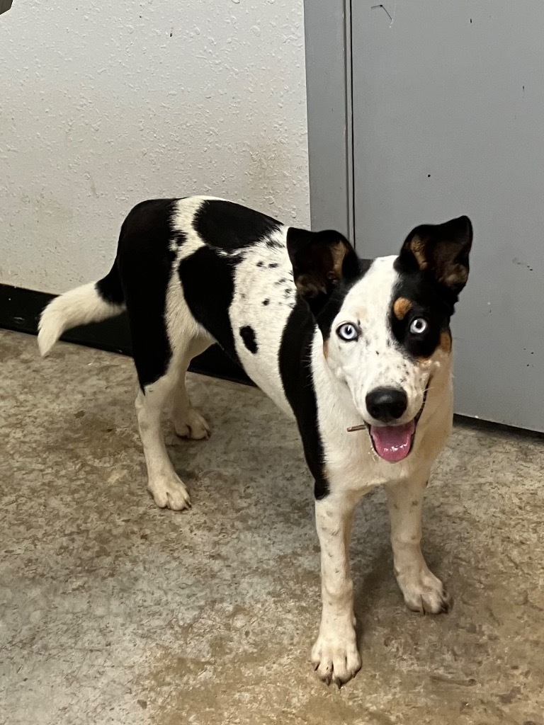 Speckles
