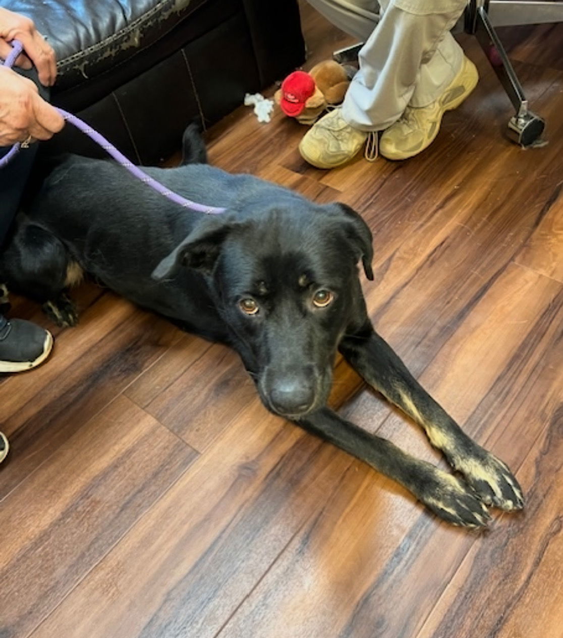 Black lab, black lab