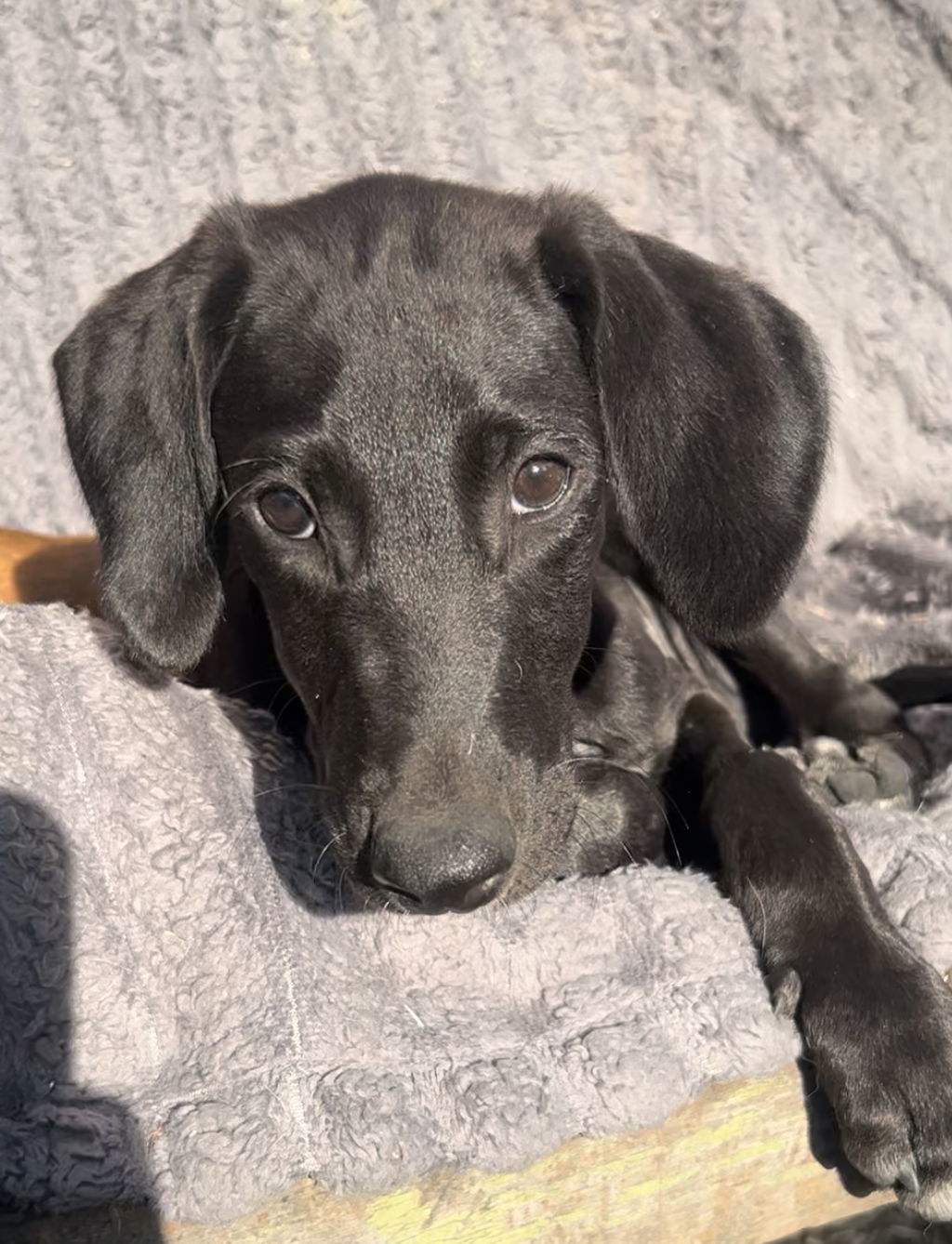 Bolt, an adoptable Greyhound in Laramie, WY, 82073 | Photo Image 1