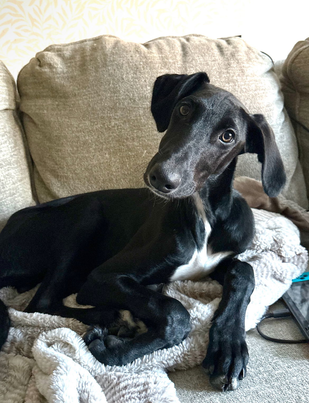 Bolt, an adoptable Greyhound in Laramie, WY, 82073 | Photo Image 1