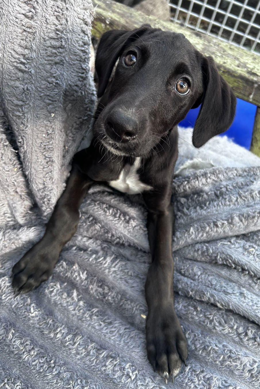 Bolt, an adoptable Greyhound in Laramie, WY, 82073 | Photo Image 2
