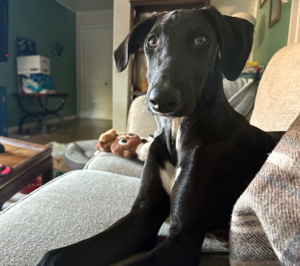 Bolt, an adoptable Greyhound in Laramie, WY, 82073 | Photo Image 2