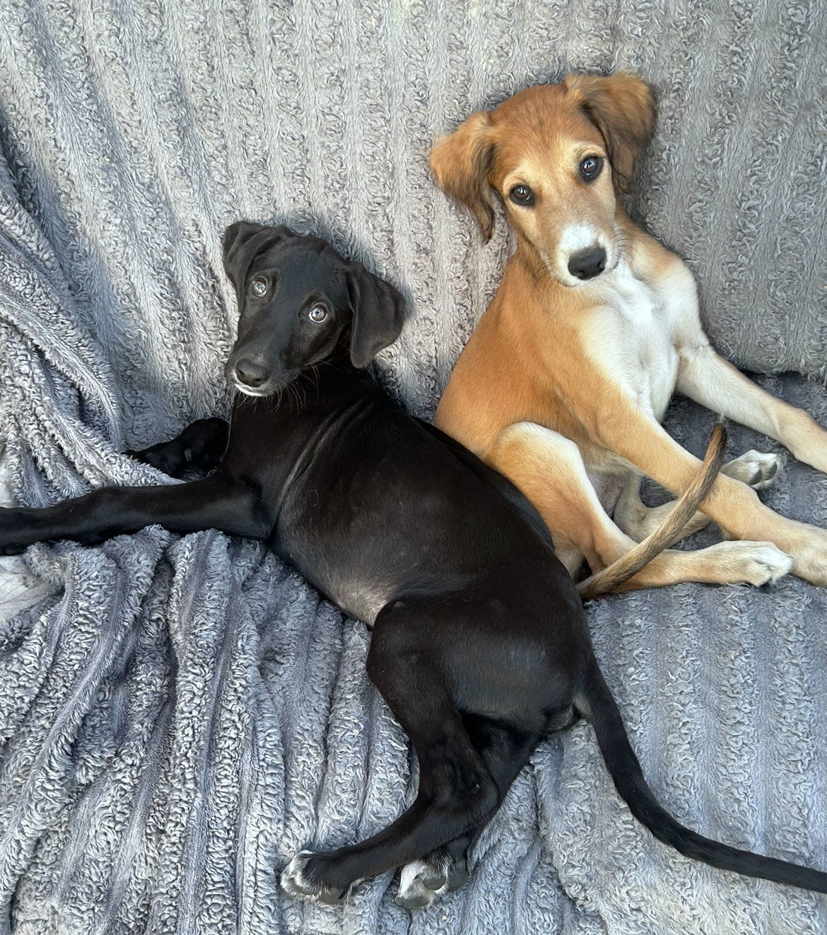 Bolt, an adoptable Greyhound in Laramie, WY, 82073 | Photo Image 3