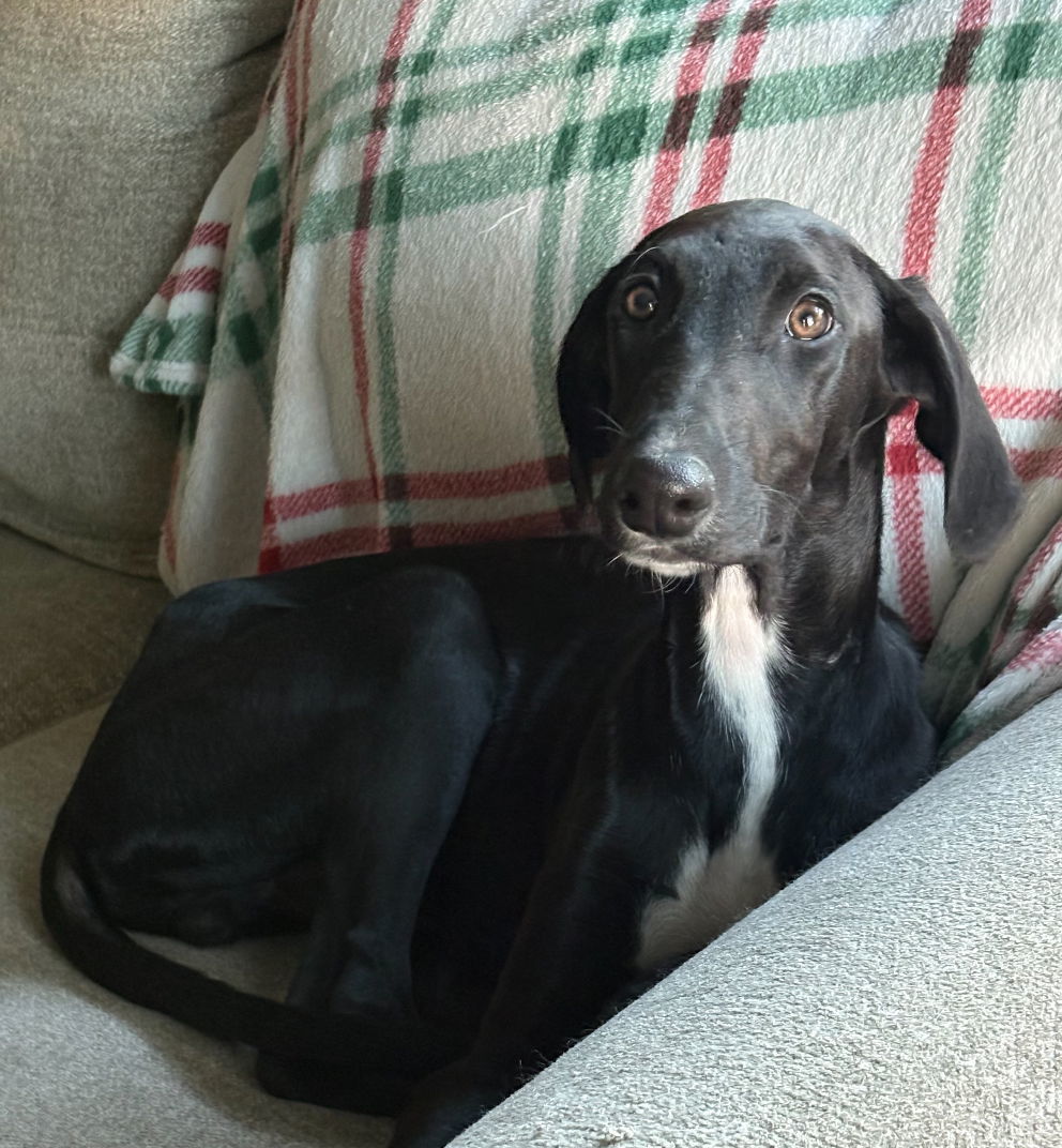 Bolt, an adoptable Greyhound in Laramie, WY, 82073 | Photo Image 3