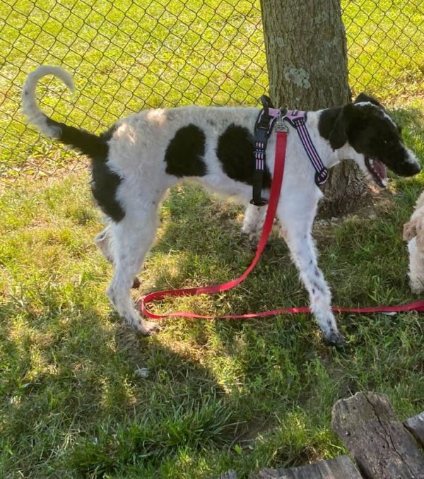 Meadow Morrow thumbnail 3