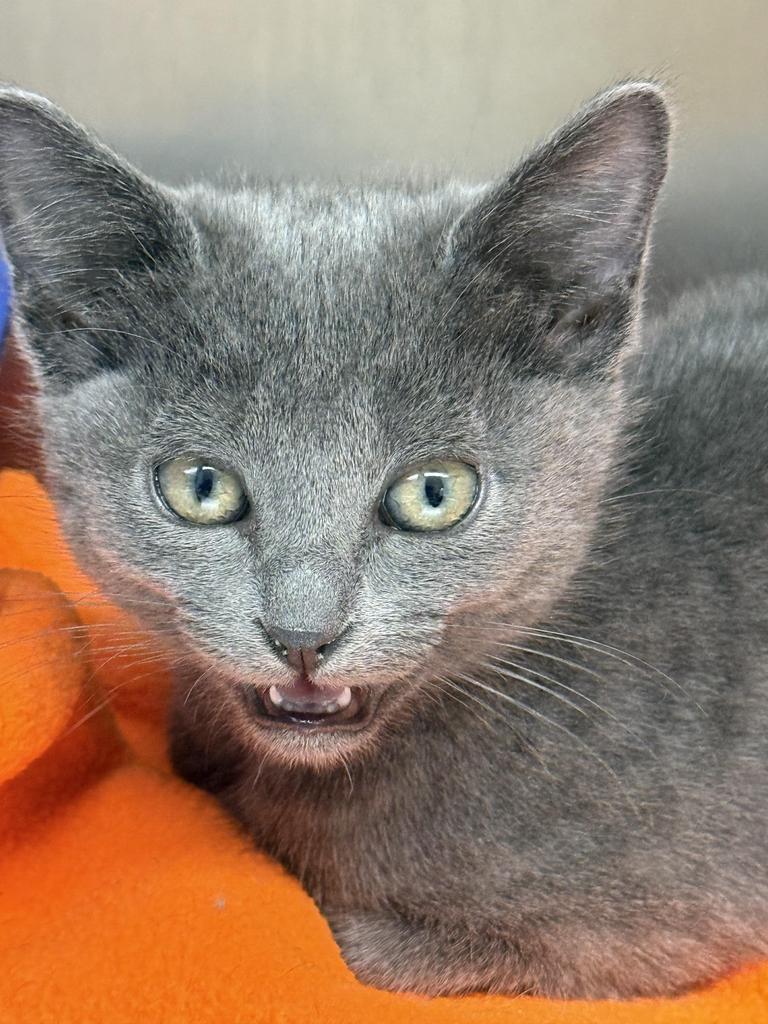 Meredith, an adoptable Domestic Short Hair in Ontario, OR, 97914 | Photo Image 1