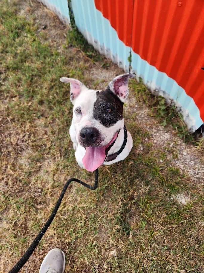 Lola (Lilo)