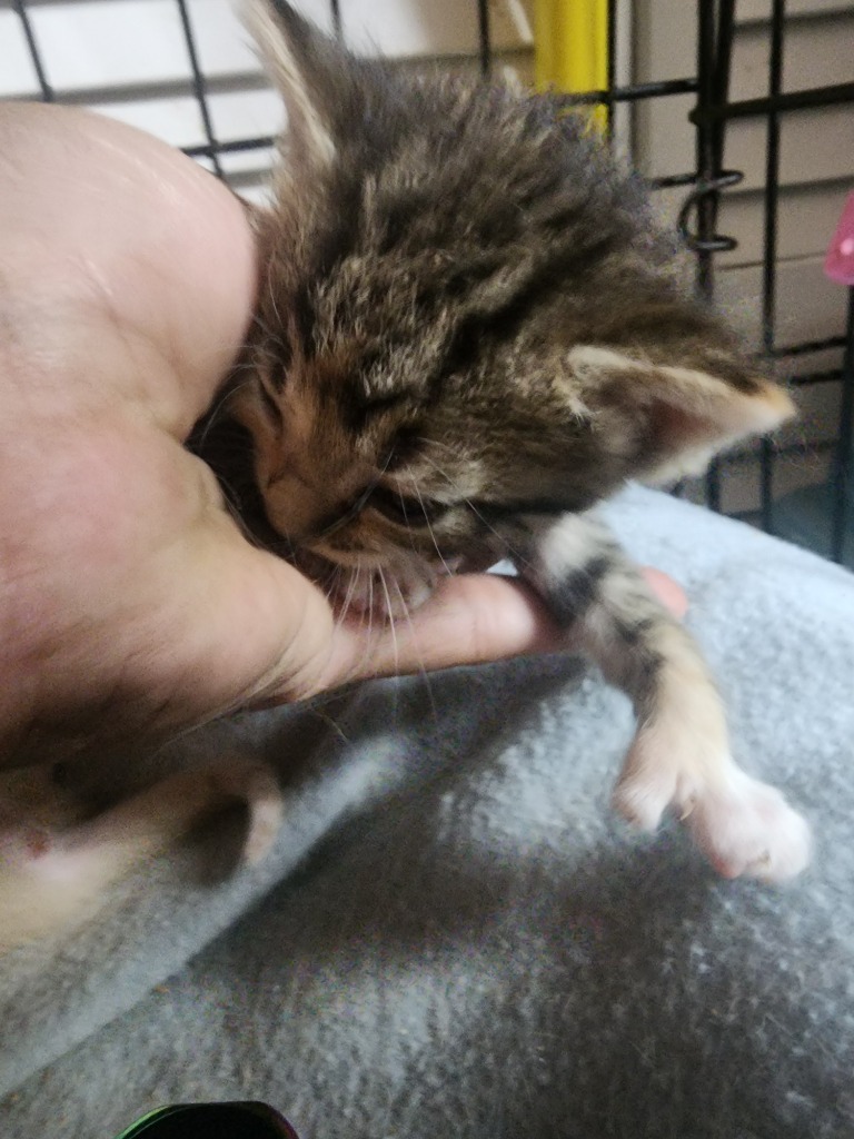 Muffin Twizzletoes