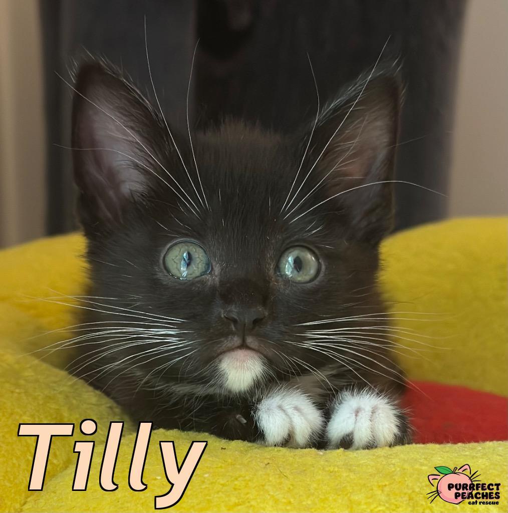 Tilly
