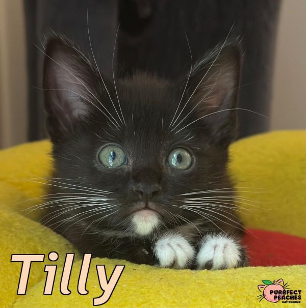 Tilly thumbnail 2